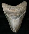 Serrated Megalodon Tooth - Feeding Damage #15989-1